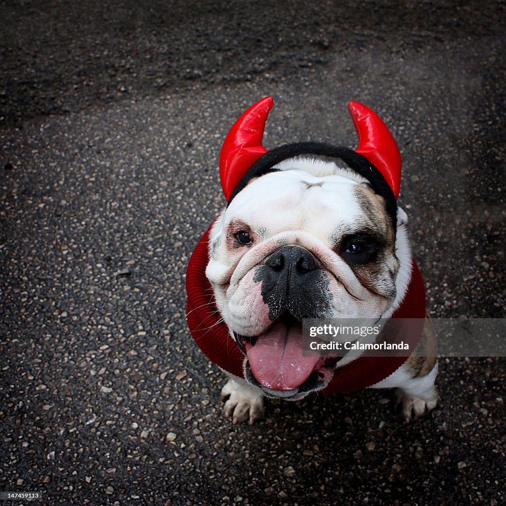 Devil dog