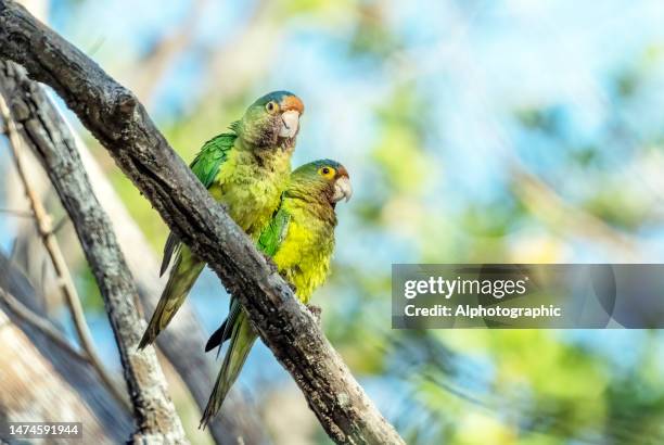 ein orangestirnsittich in costa rica - sittich stock-fotos und bilder