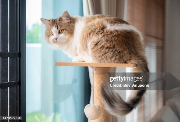 cute crossbreed persian cat resting on a wooden cat tree. a cat tree is an artificial structure for a cat to play. - feline stockfoto's en -beelden