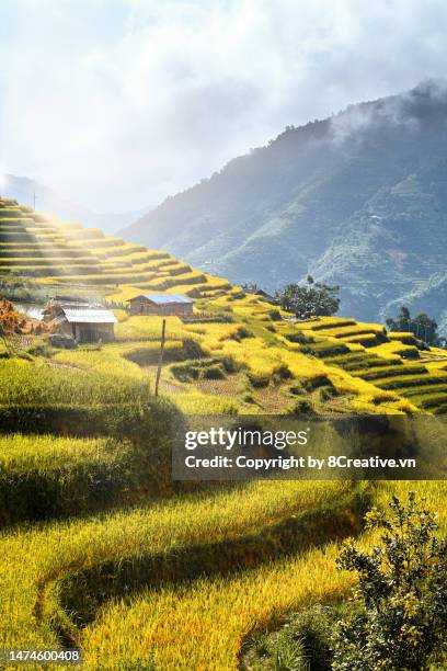 beautiful scenery in the north of vietnam - vietnam spring stock pictures, royalty-free photos & images