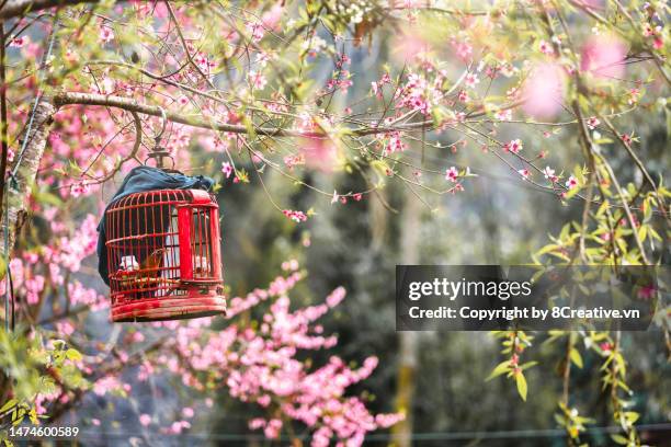 beautiful scenery in the north of vietnam - vietnam spring stock pictures, royalty-free photos & images