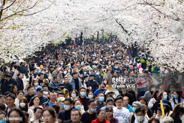 Tourists enjoy blooming cherry blossoms along Jiming Temple road on March 19, 2023 in Nanjing, Jiangsu Province of China.