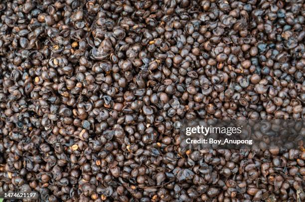 Sort Rotte Acid Throwing Photos and Premium High Res Pictures - Getty Images