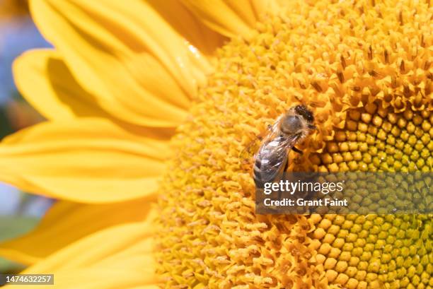 bee on sunflower. - pollination stock pictures, royalty-free photos & images