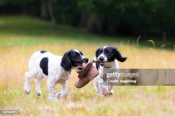 friendship and fun - springer spaniel stock pictures, royalty-free photos & images