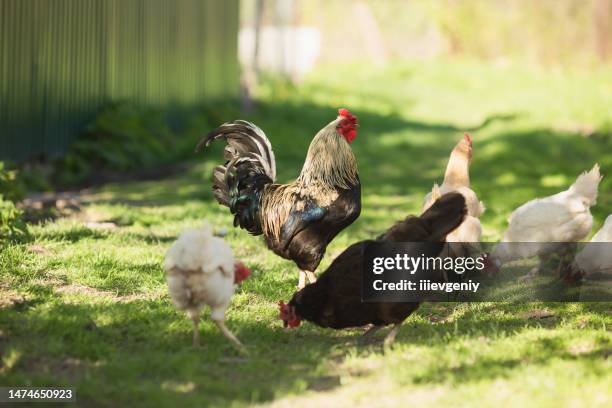 chicken and rooster on the grass. farm - chicks for free stockfoto's en -beelden