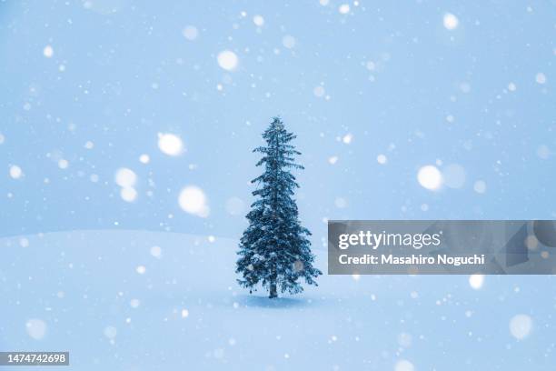 "christmas tree no ki" in biei in winter #1 - deep snow stock pictures, royalty-free photos & images