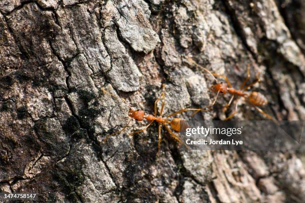Anto Tree Ant Tree Photos and Premium High Res Pictures - Getty Images