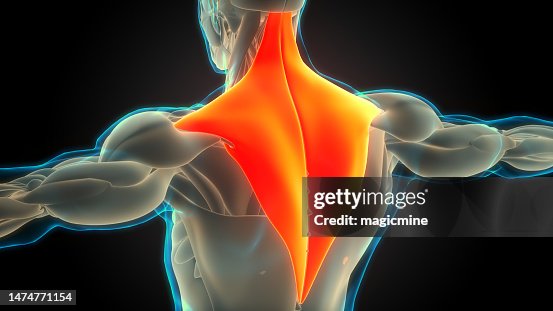 Human Muscular System Torso Muscles Trapezius Muscle Anatomy High-Res