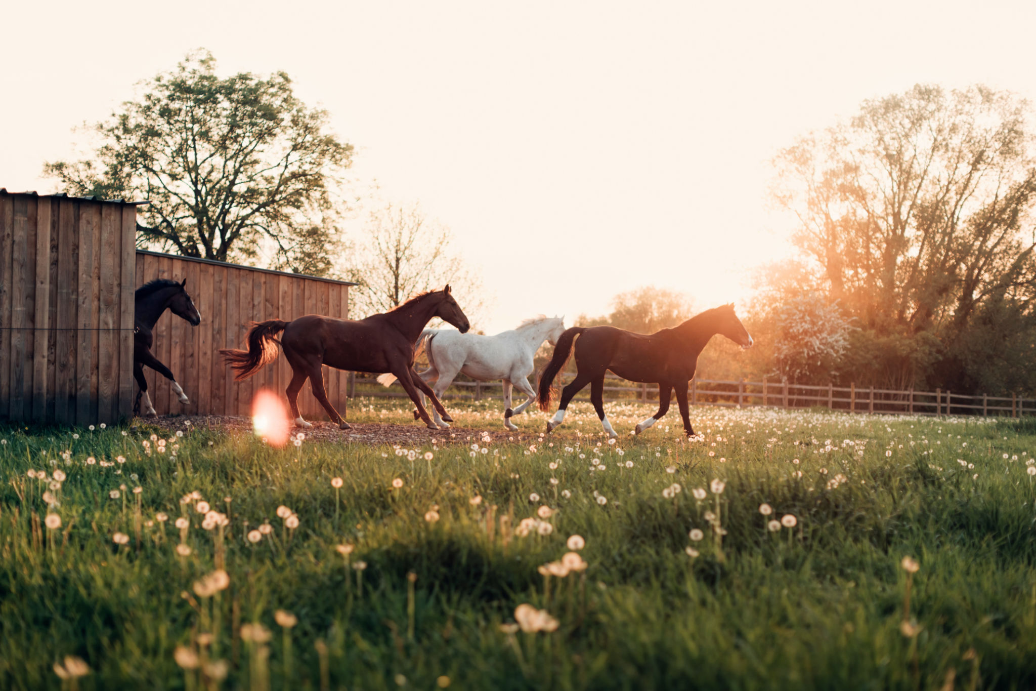 summer stable