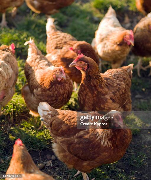 free range chickens on farmland - free range chicken egg stock pictures, royalty-free photos & images