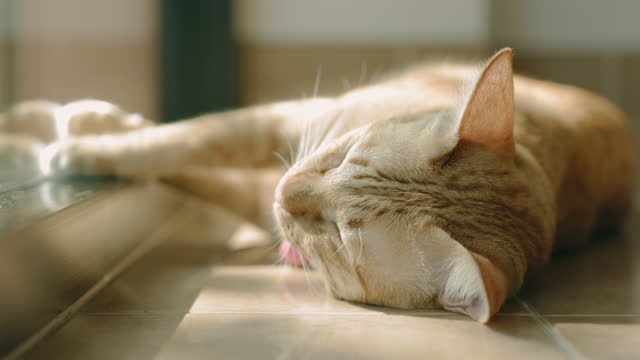 Cute tabby cat sleeping in house of the happy cat owner.Concept of happy pet.