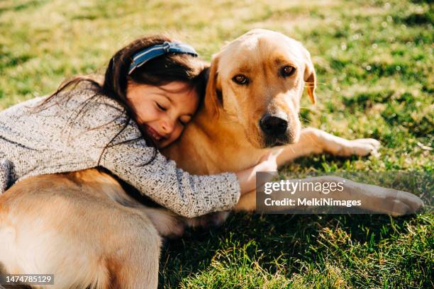 amore senza fine - labrador retriever foto e immagini stock