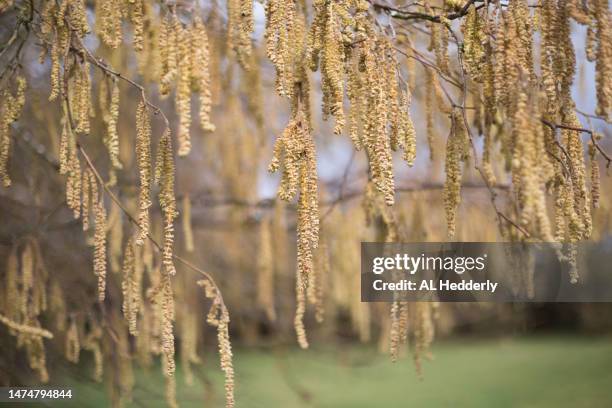 hazel catkins in a cornish hedge - pussy willow stock pictures, royalty-free photos & images