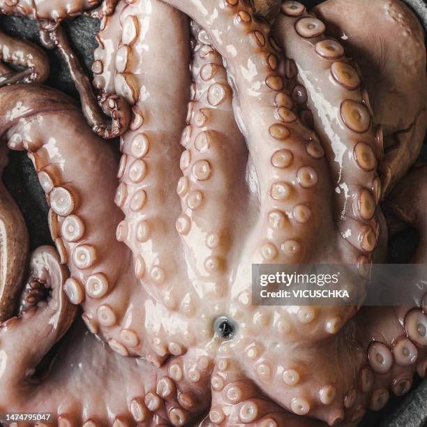 close up of raw octopus - calamari stock pictures, royalty-free photos & images