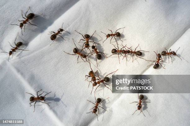 ants walking on a handkerchief - ants marching photos et images de collection