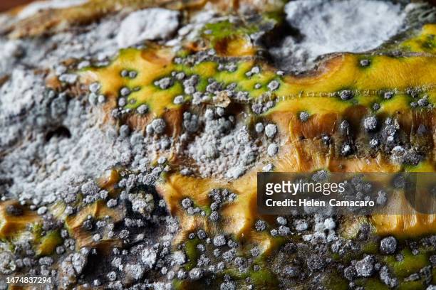 close up of mold on rotten fruit. mold on organic product - fungal mold stockfoto's en -beelden