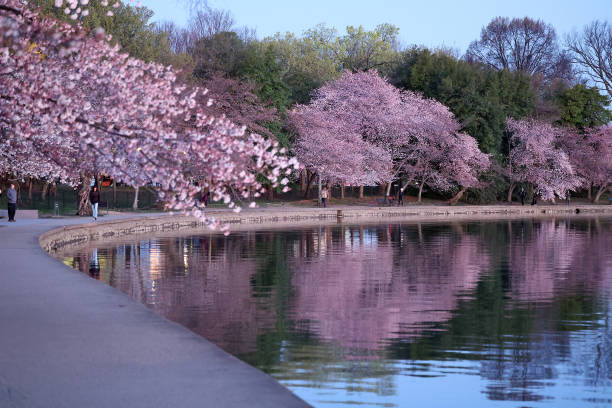 DC: Tidal Basin Cherry Blossoms Near Peak Bloom