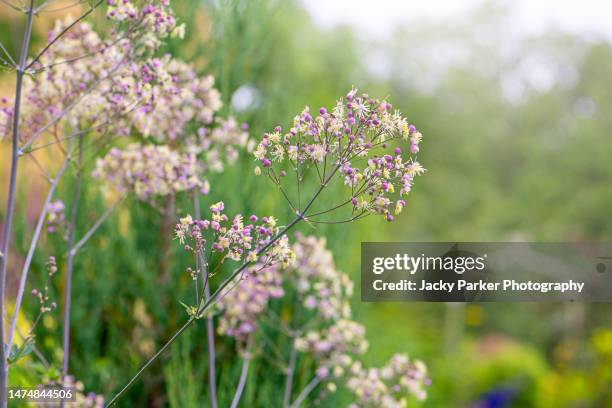 beautiful tall and elegant thalictrum purple summer flowers also known as meadow rue - rue stock pictures, royalty-free photos & images