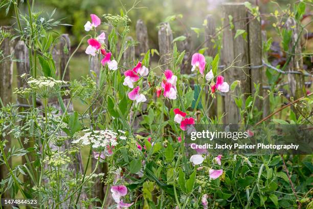 beautiful, pink and white scented sweet pea flowers tumbling through a rustic wooden fence in a cottage garden - sweet peas stock-fotos und bilder