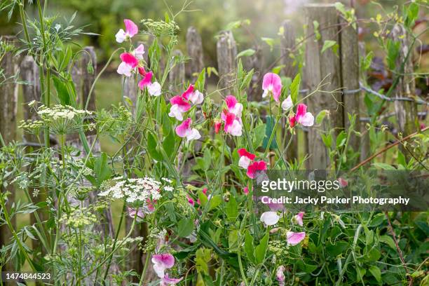 beautiful, pink and white scented sweet pea flowers tumbling through a rustic wooden fence in a cottage garden - sweetpea stock pictures, royalty-free photos & images
