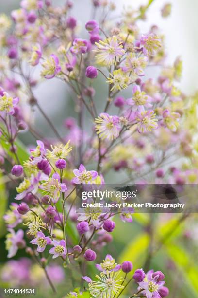 beautiful tall and elegant thalictrum purple summer flowers also known as meadow rue - rue stock pictures, royalty-free photos & images