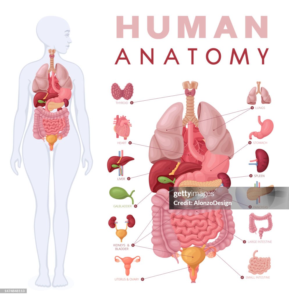 Human anatomy. Female body and organs diagram.