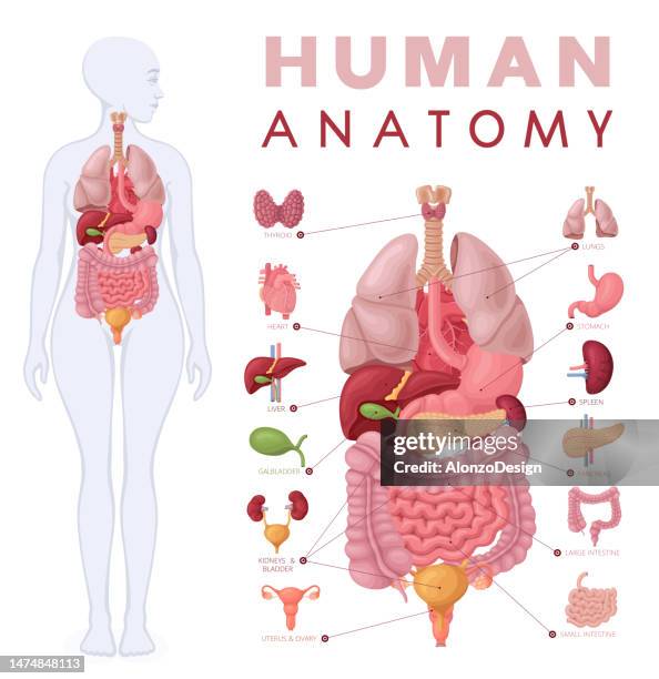 stockillustraties, clipart, cartoons en iconen met human anatomy. female body and organs diagram. - spijsverteringsstelsel