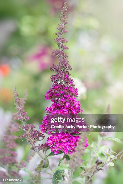 vibrant deep pink flowers of buddleia 'hot raspberry' with soft background - butterfly bush stock pictures, royalty-free photos & images