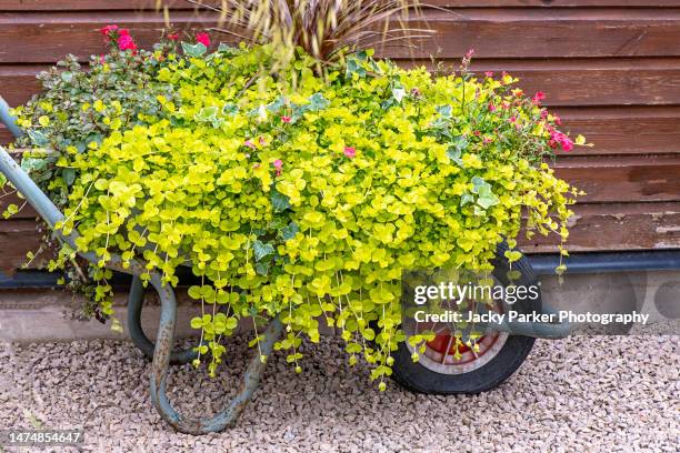 a disused old wheelbarrow filled withcreeping jenny (lysimachia nummularia) trailing plant and red geraniums for a garden feature - accesorio de jardín fotografías e imágenes de stock