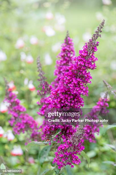 Buddleja Leah Raspberry 1,413 Buddleia Stock Photos, High-Res Pictures, and Images - Getty Images