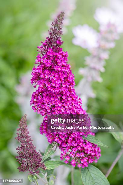 vibrant deep pink flowers of buddleia 'hot raspberry' with soft background - butterfly bush stock pictures, royalty-free photos & images