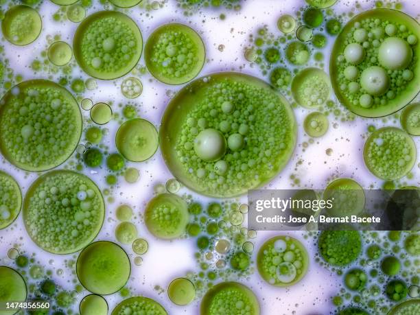 close-up of bubbles of green liquid floating on white liquid. - micro organisme photos et images de collection