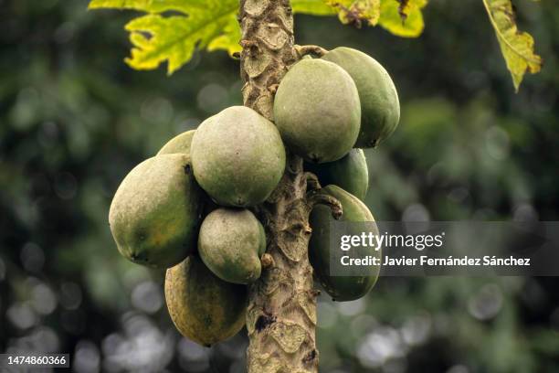 a closeup of papaya fruits on the tree. - pawpaw tree stock pictures, royalty-free photos & images