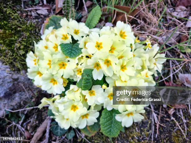 yellow primroses (primula vulgaris) flowering on the shore of lake maggiore - primula stock pictures, royalty-free photos & images