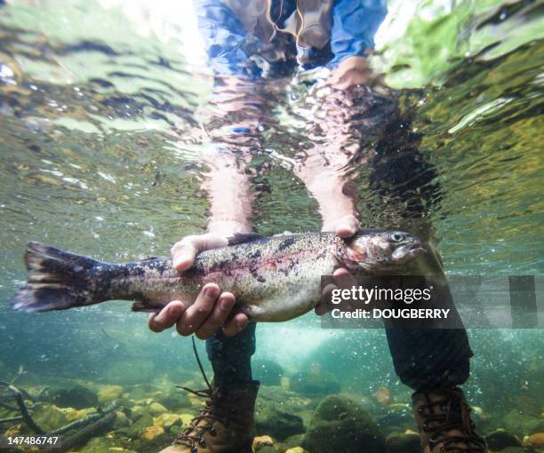 fish held underwater - catch of fish stockfoto's en -beelden