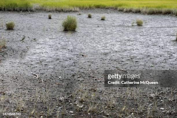 scenic salt marsh landscape - rye new york stock pictures, royalty-free photos & images
