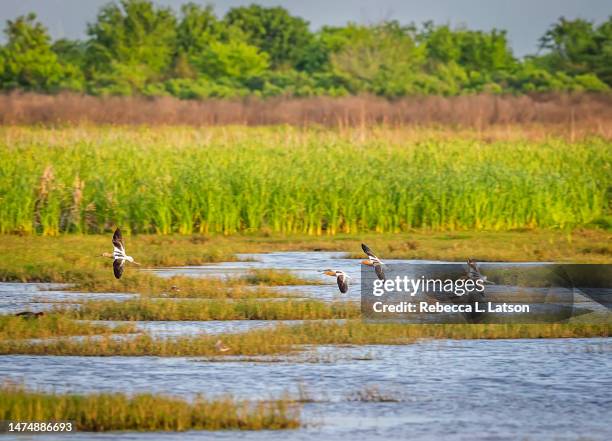 avocets in flight and the landscape beyond - säbelschnäbler stock-fotos und bilder