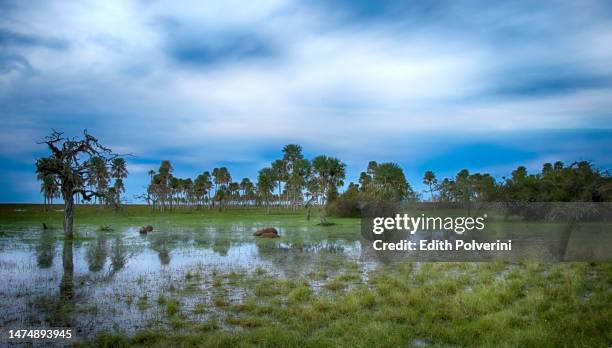 ibera marshes - watershed 2017 bildbanksfoton och bilder