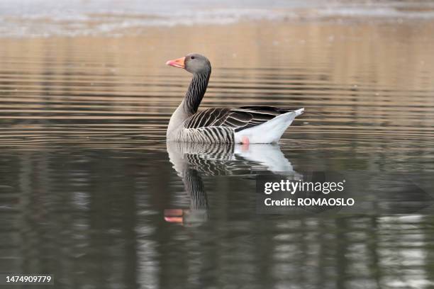 greylag goose, bærum norway - bærum stock pictures, royalty-free photos & images