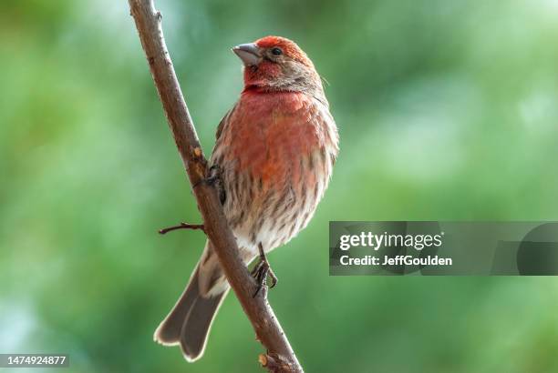 male house finch - house finch stockfoto's en -beelden