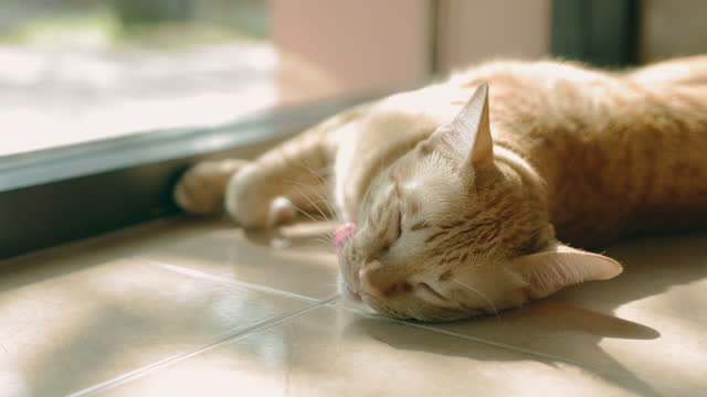 Cute tabby cat sleeping in house of the happy cat owner.Concept of happy pet.