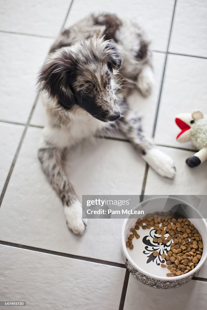 Australian Shepard puppy with toy and dog food