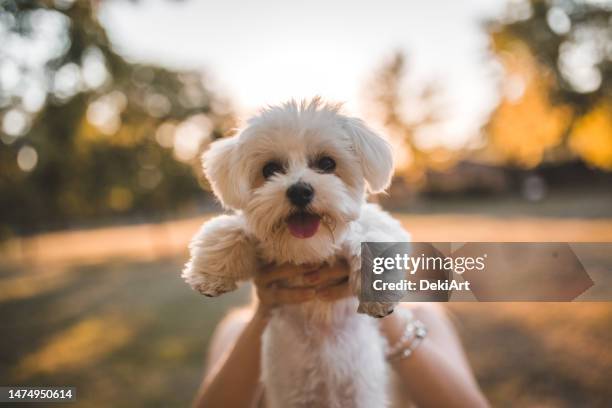 eine unkenntliche frau hält einen maltesischen mini-hund direkt an die kamera - malteser stock-fotos und bilder