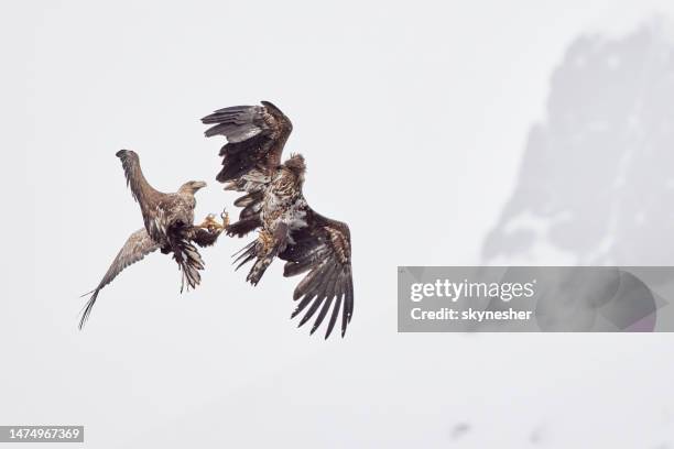 eagles having a fight in winter day. - majestic animal stock pictures, royalty-free photos & images