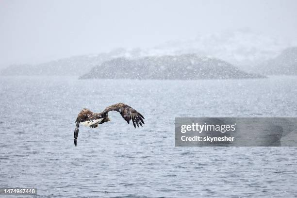 rückansicht eines adlers, der an einem verschneiten wintertag über dem meer fliegt. - europäisches nordmeer stock-fotos und bilder