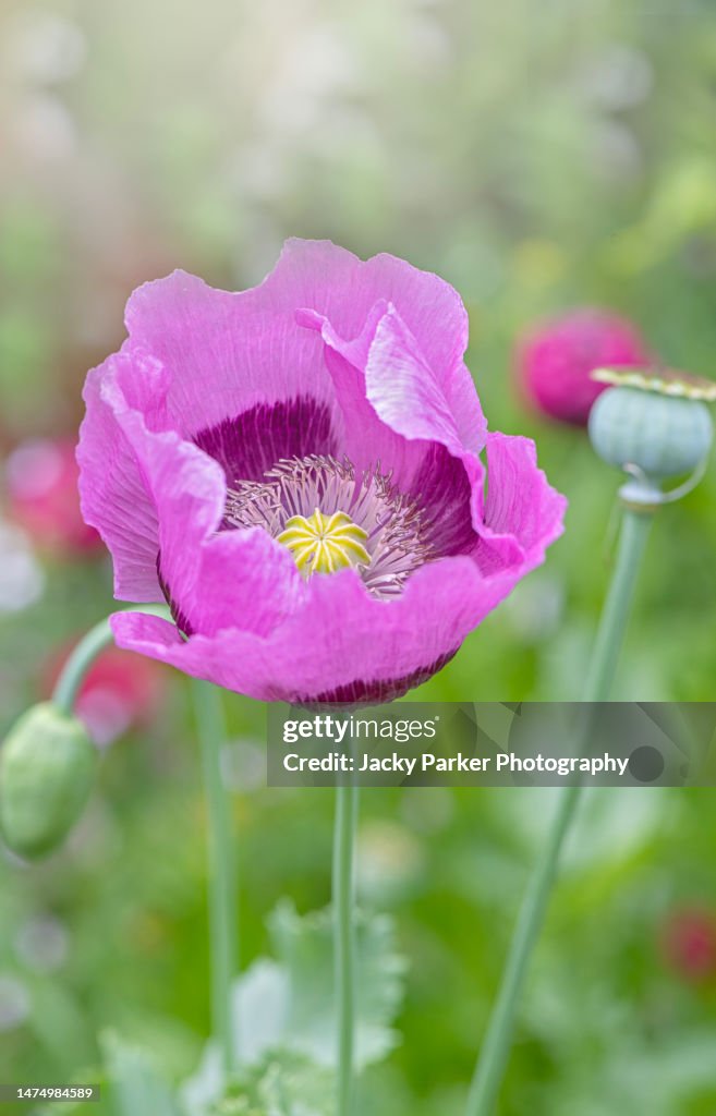 Vibrant purple coloured summer flowering Opium Poppy flower in soft sunshine