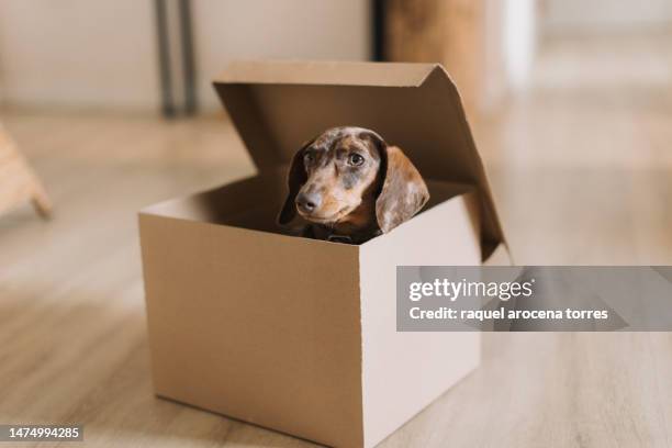 miniature dachshund coming out of a cardboard box - dachshund christmas - fotografias e filmes do acervo