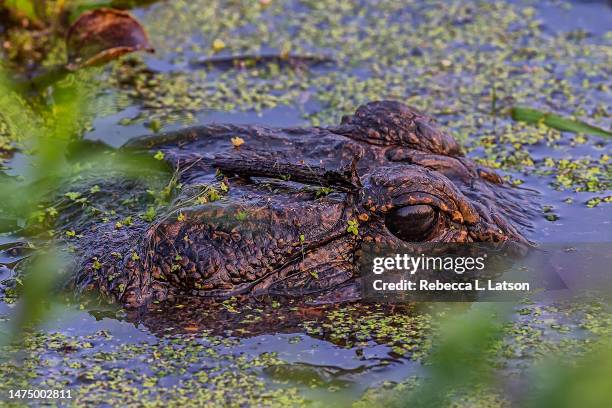 up periscope - crocodile family stock pictures, royalty-free photos & images