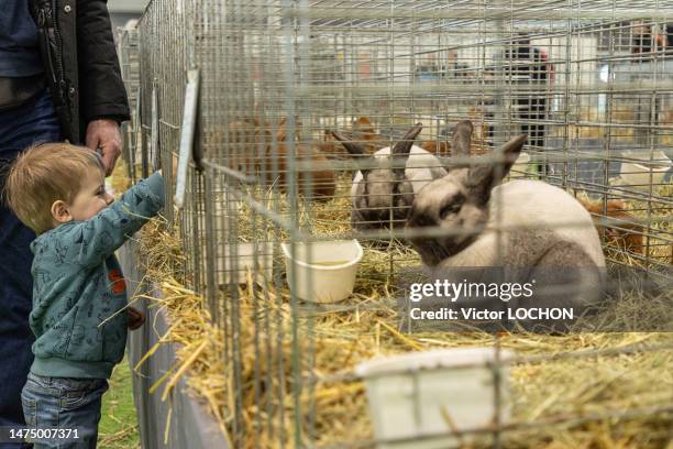 Enfant observant des lapins au Salon de l'Agriculture le 25 février 2023 à Paris.